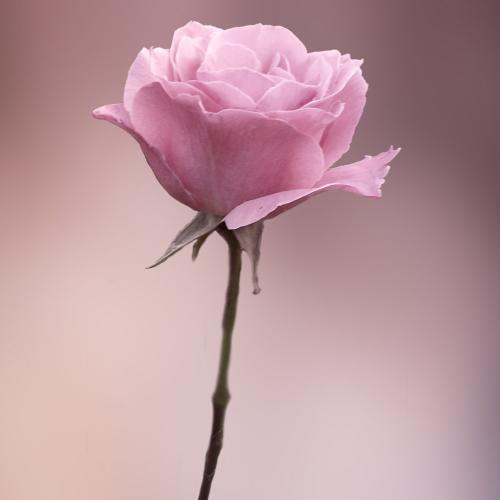 ƫҪ½